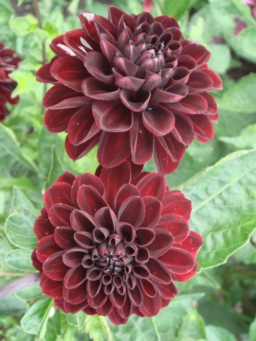 Dahlia x 'Radjah' fleur
